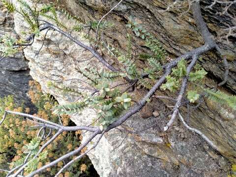 Image of Veronica pimeleoides subsp. faucicola (Kellow & Bayly) Garn.-Jones