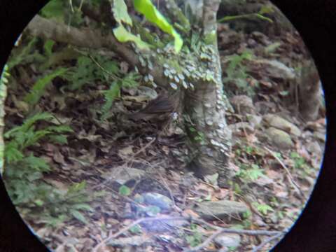 Image of Scaly Thrush