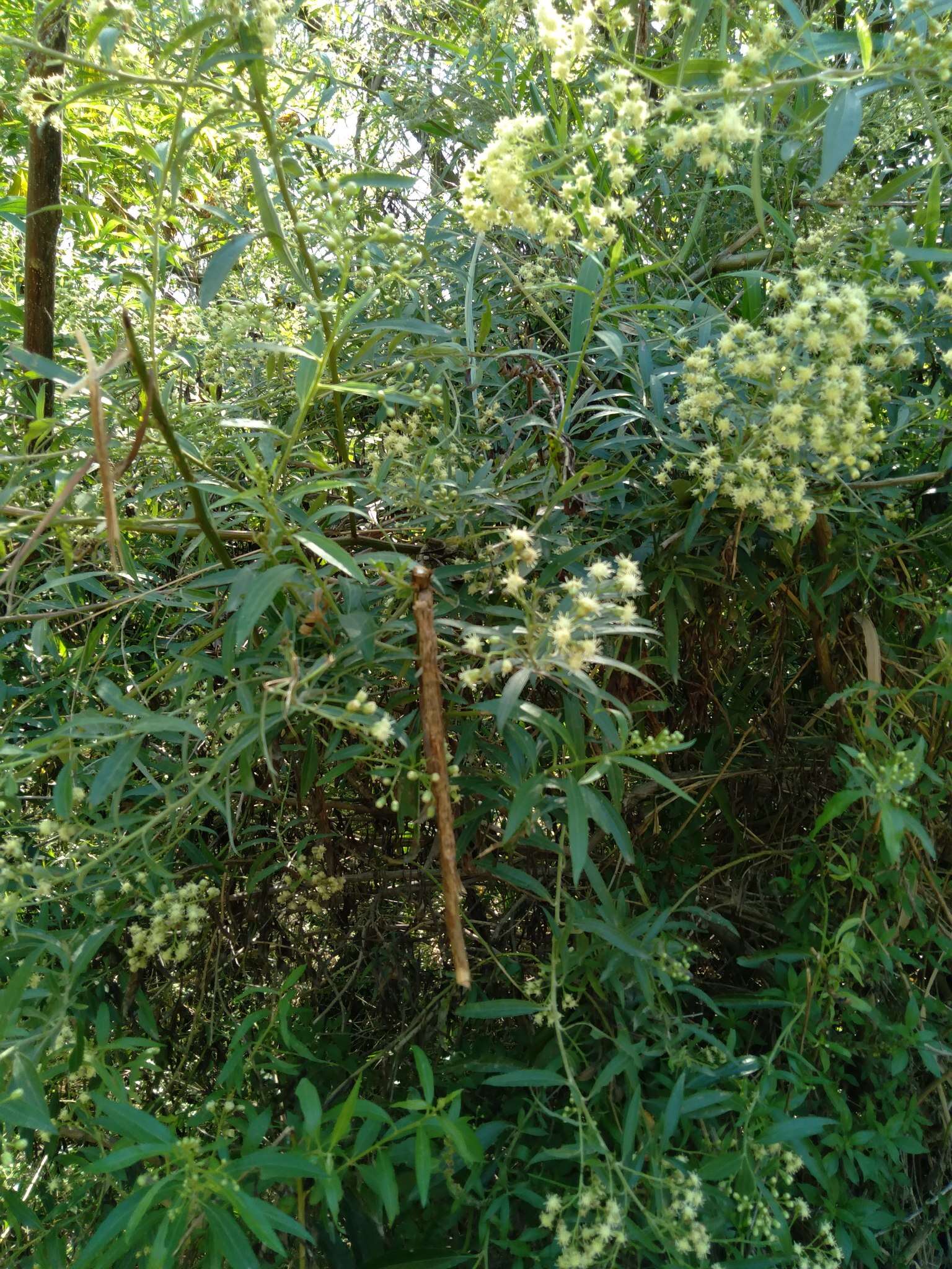 Image of Baccharis punctulata DC.