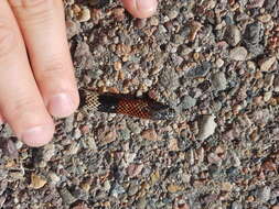 Image of Argentinian Coral Snake