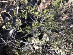 Image of Dusky Daisy-bush