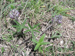 Psoralea hypogaea Torr. & A. Gray resmi