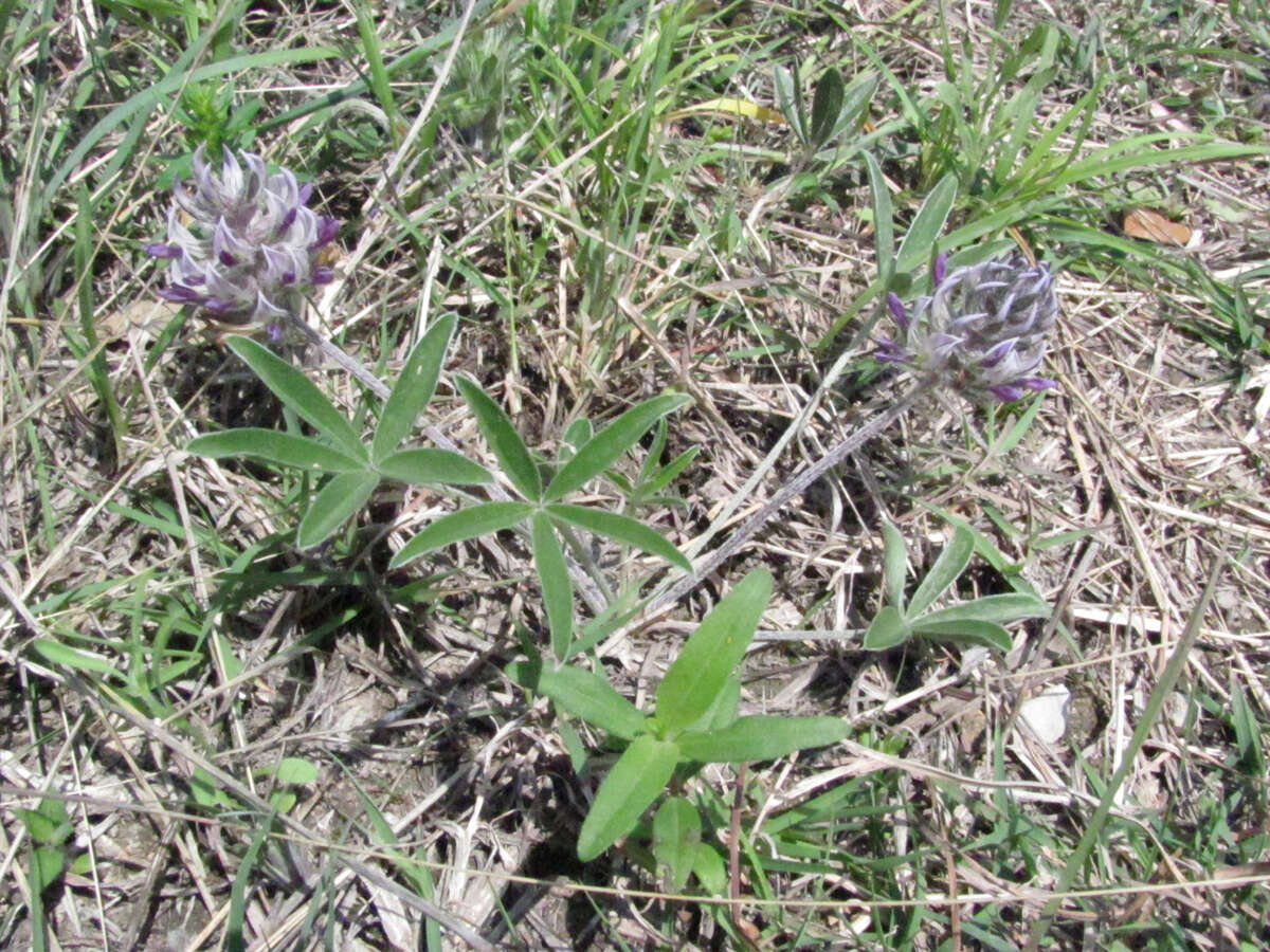 Psoralea hypogaea Torr. & A. Gray resmi