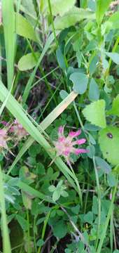 Imagem de Trifolium spumosum L.