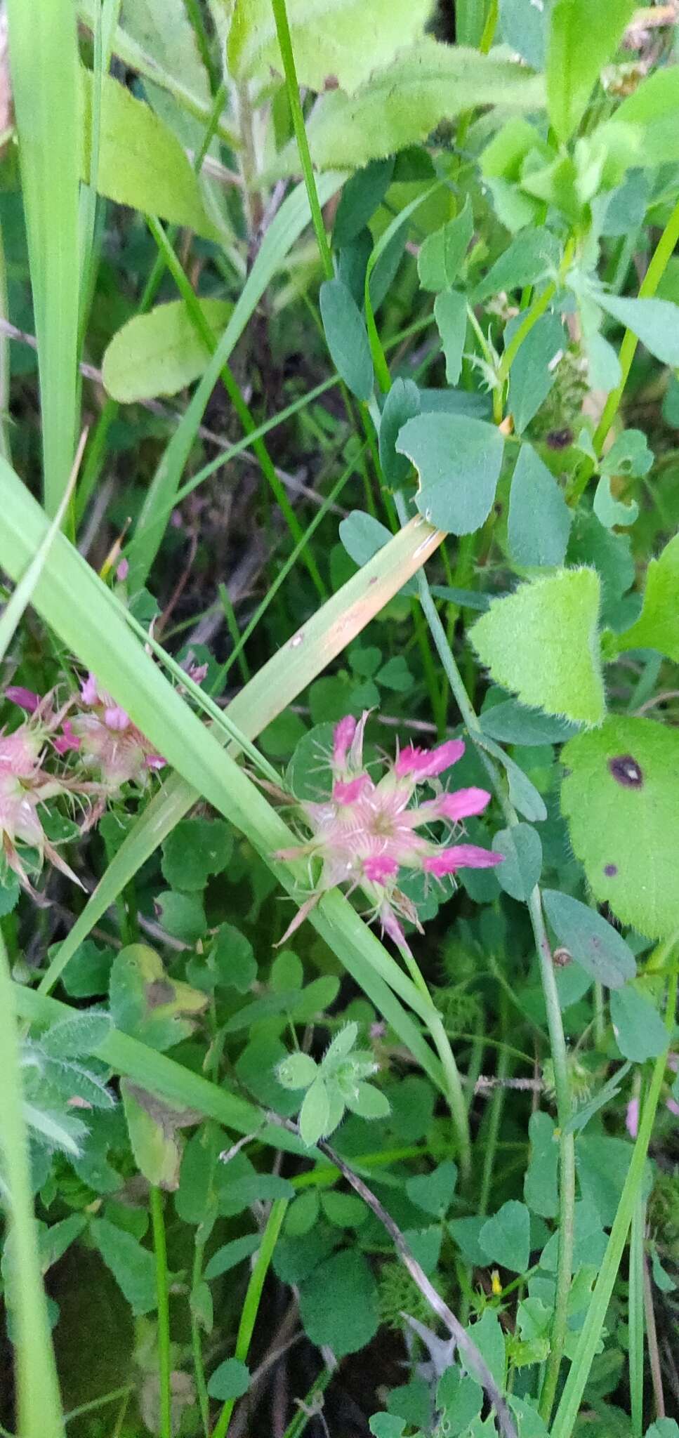 Image of Mediterranean clover