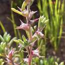 Image de Sclerolaena ventricosa (J. M. Black) A. J. Scott