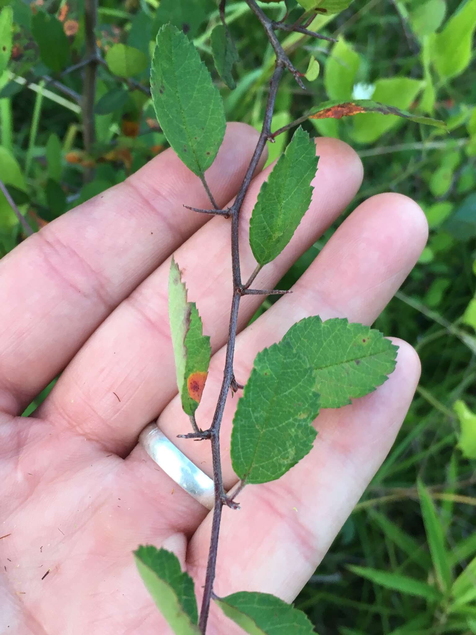 Image of southern crab apple