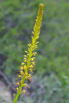 Image of Eremurus fuscus (O. Fedtsch.) Vved.