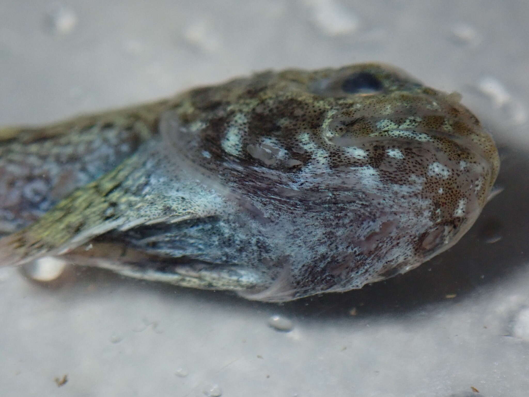 Image of Bartail sculpin