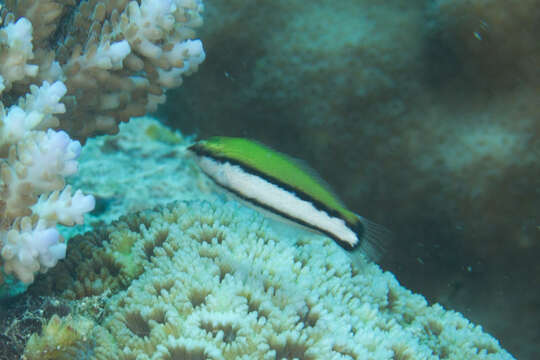 Image of Bird wrasse