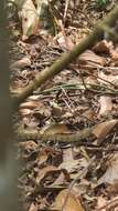 Image of Keeled Rat Snake