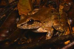 Image of Giant River Frog