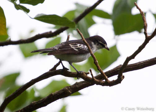 Image of Lalage maculosa maculosa (Peale 1849)