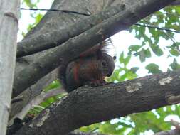 Image of Sciurus subgen. Guerlinguetus Gray 1821