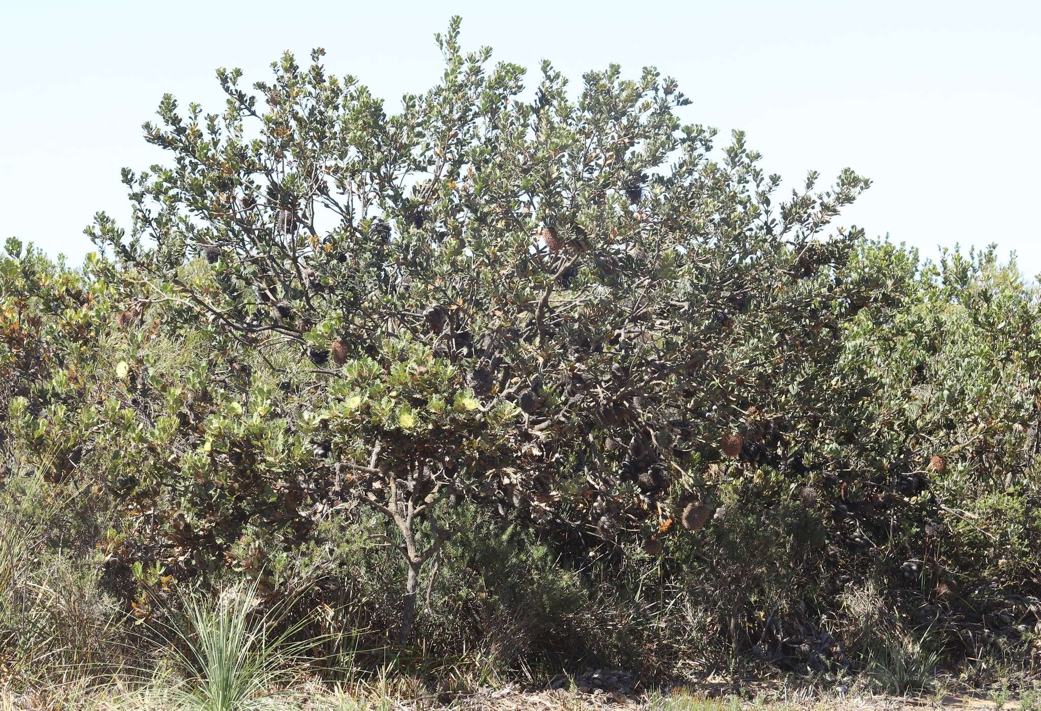 Image of Banksia obovata A. R. Mast & K. R. Thiele