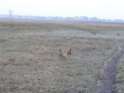 Image of Greater Prairie-chicken