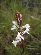 Image de Satyrium amoenum (Thouars) A. Rich.