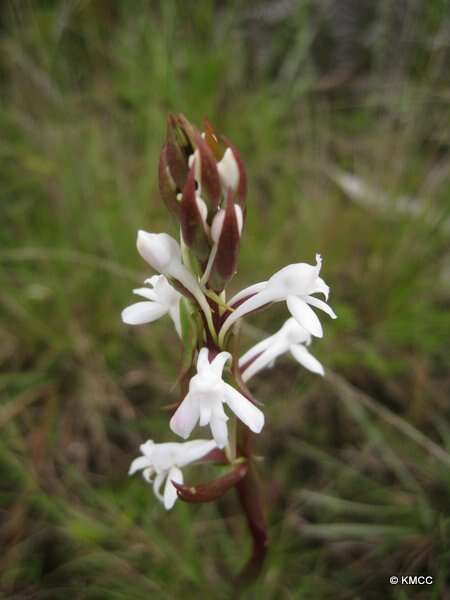 Image de Satyrium amoenum (Thouars) A. Rich.