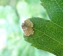 Image of Parornix anglicella (Stainton 1850)