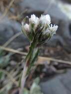 Imagem de Antennaria neglecta Greene