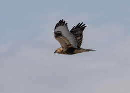 Image of Buteo lagopus sanctijohannis (Gmelin & JF 1788)