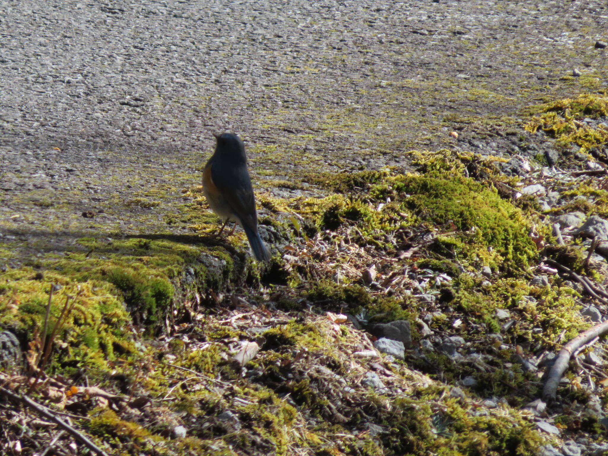 Image of Orange-flanked Bush-Robin