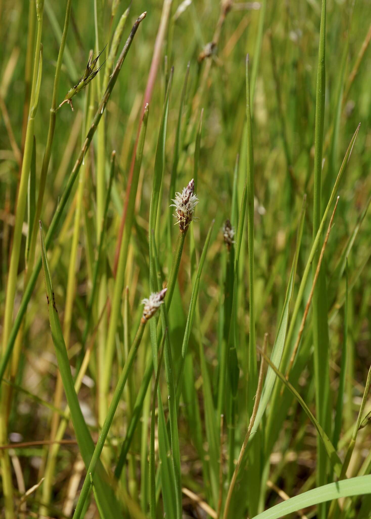 Image of Creeping spikerush