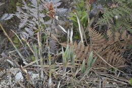 Image of Pitcairnia pungens Kunth