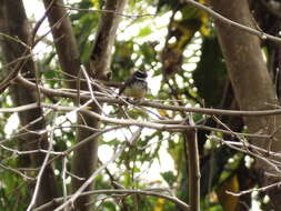 Image of White-spotted Fantail