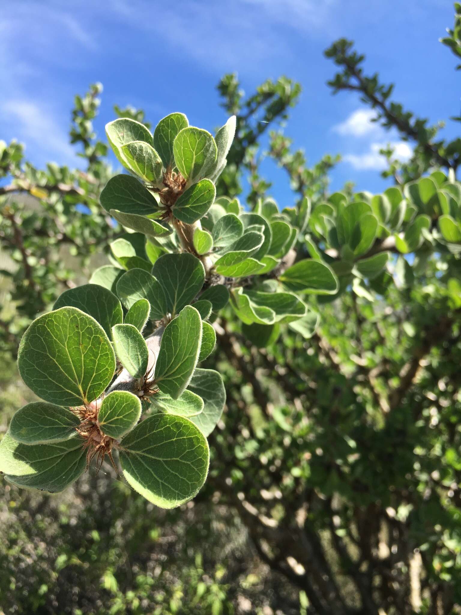 Image of Jatropha neopauciflora Pax