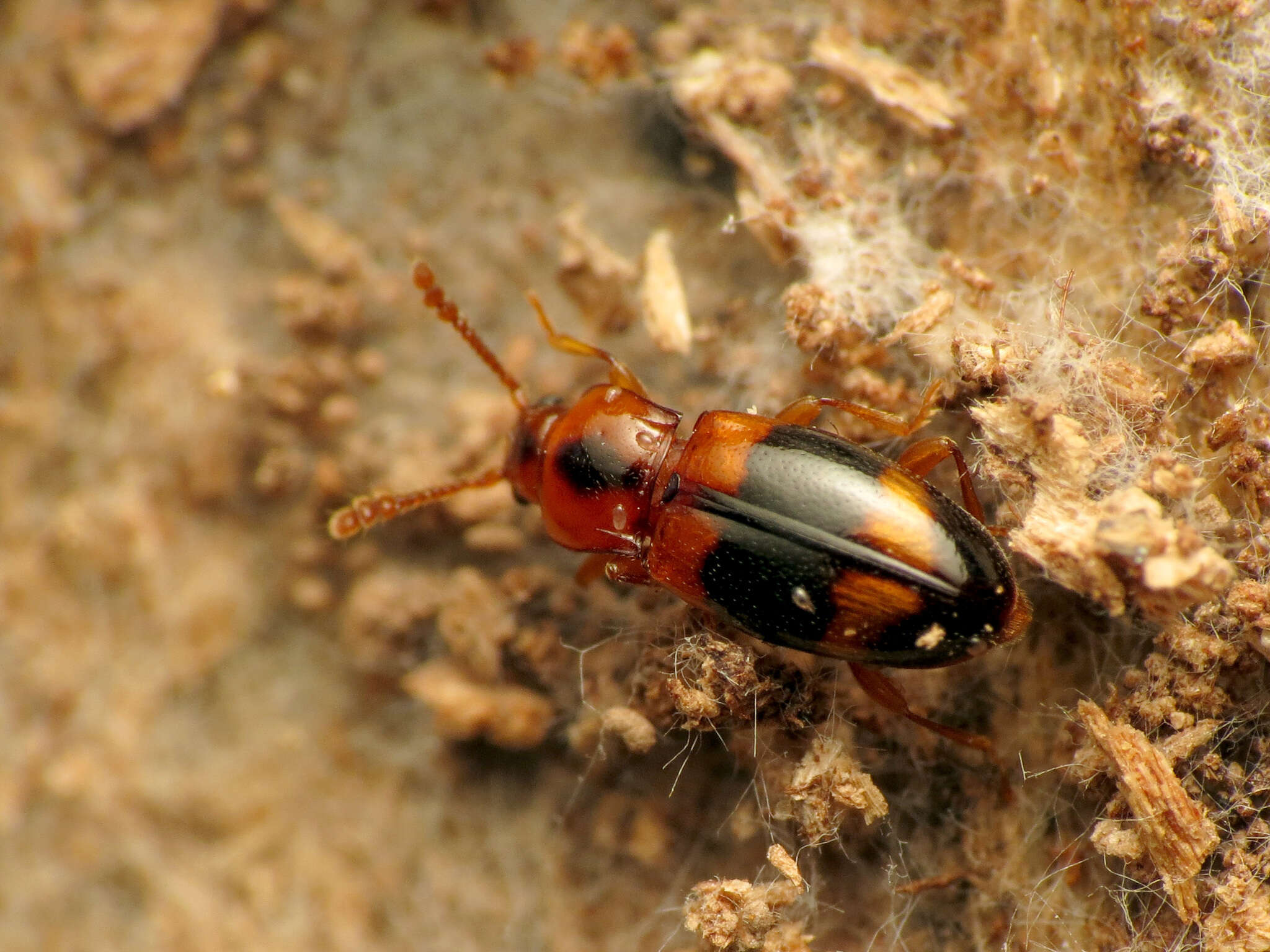 Image of Phymaphora pulchella Newman 1838