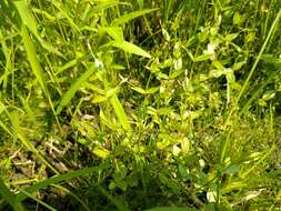 Image of Prostrate False Pimpernel