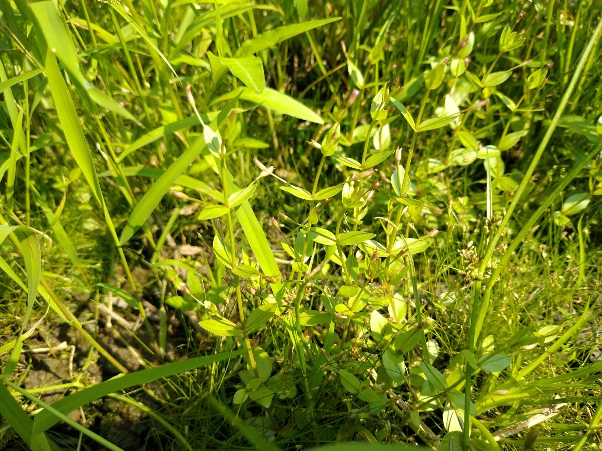 Image of Prostrate False Pimpernel