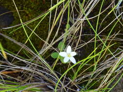 Image of Centaurium scilloides (L. fil.) Samp.