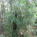 Image of Freycinetia graminifolia Solms