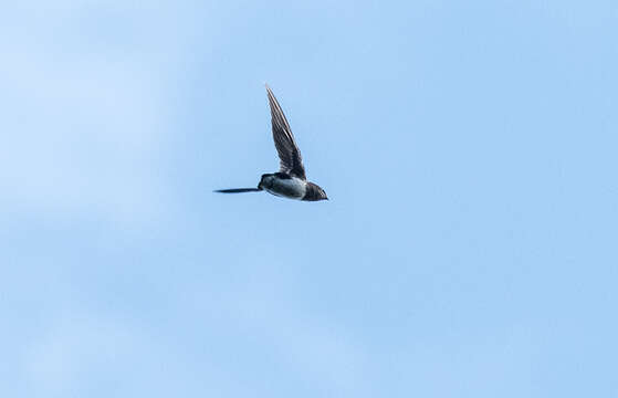 Image of Short-tailed Spinetails