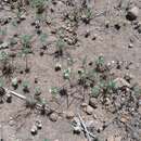 Image of Navarretia aeroides L. A. Johnson & D. Gowen