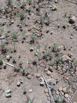 Image of Navarretia aeroides L. A. Johnson & D. Gowen