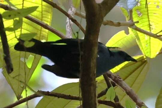 Image of Opal-crowned Tanager