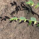 Image of Phyllanthus glaucophyllus Sond.