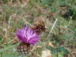 Image of Sicus ferrugineus (Linnaeus 1761)