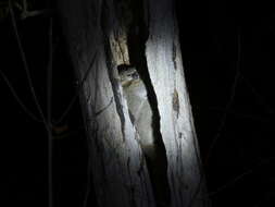 Image of Lesser Weasel Lemur