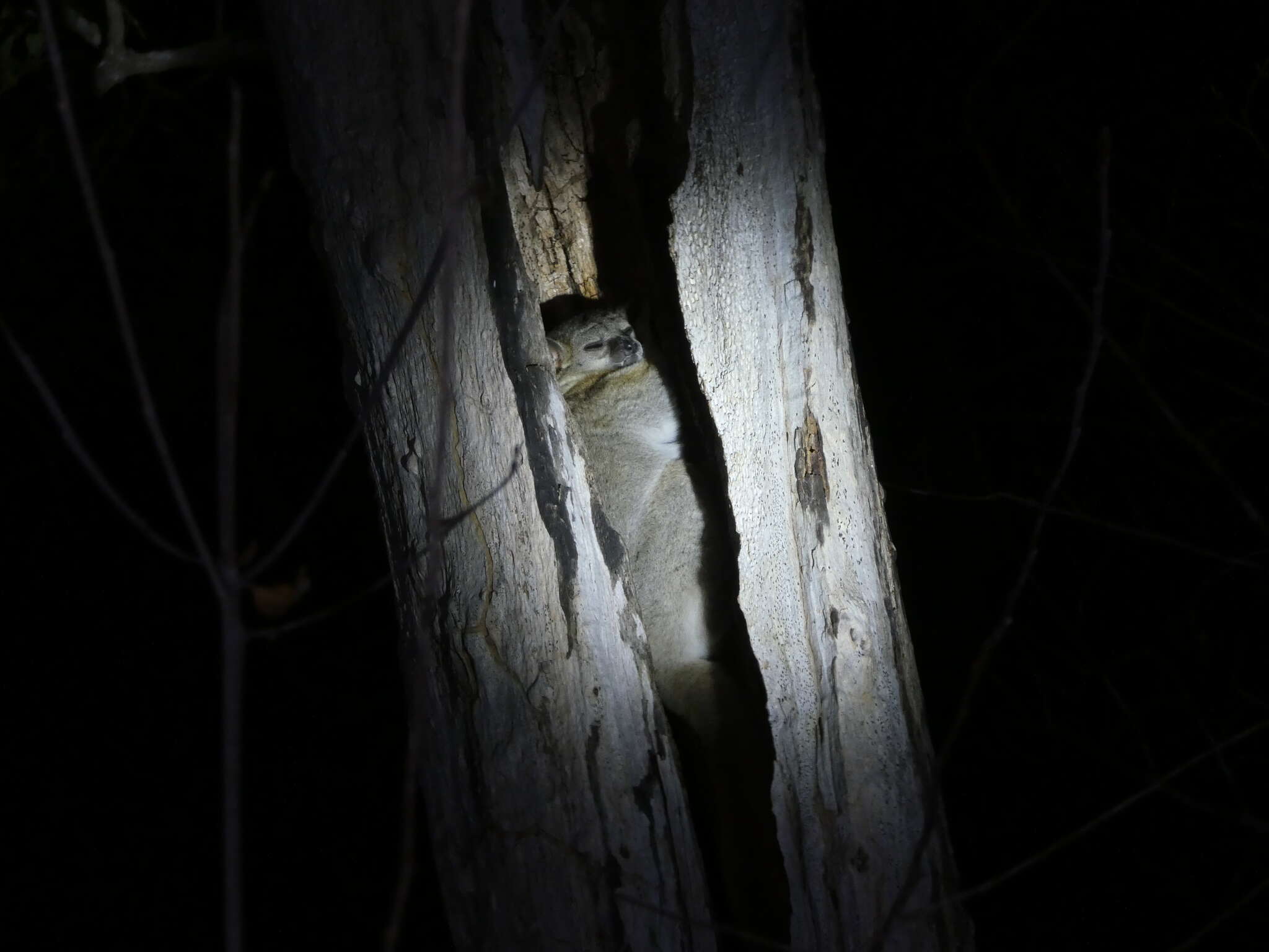 Image of Lesser Weasel Lemur