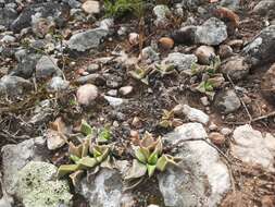 Image of Rhombophyllum rhomboideum (Salm-Dyck) Schwant.