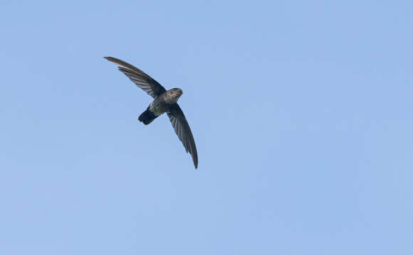 Image of Pygmy Swiftlet