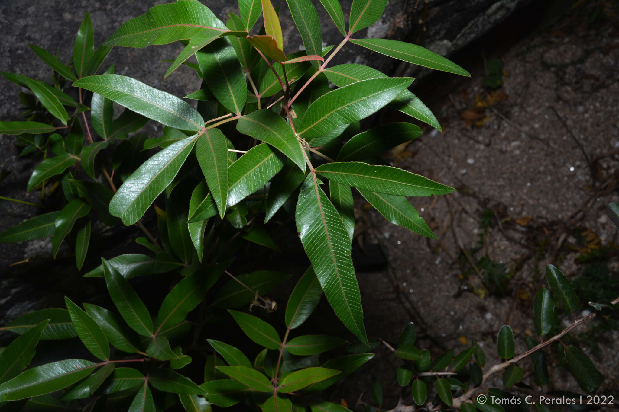 Image de Lithraea molleoides (Vell.) Engl.