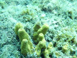 Image of aureate sponge