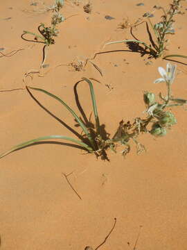 Image de Albuca amoena (Batt.) J. C. Manning & Goldblatt