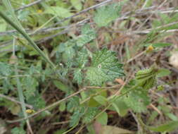 Image of Crambe filiformis Jacq.