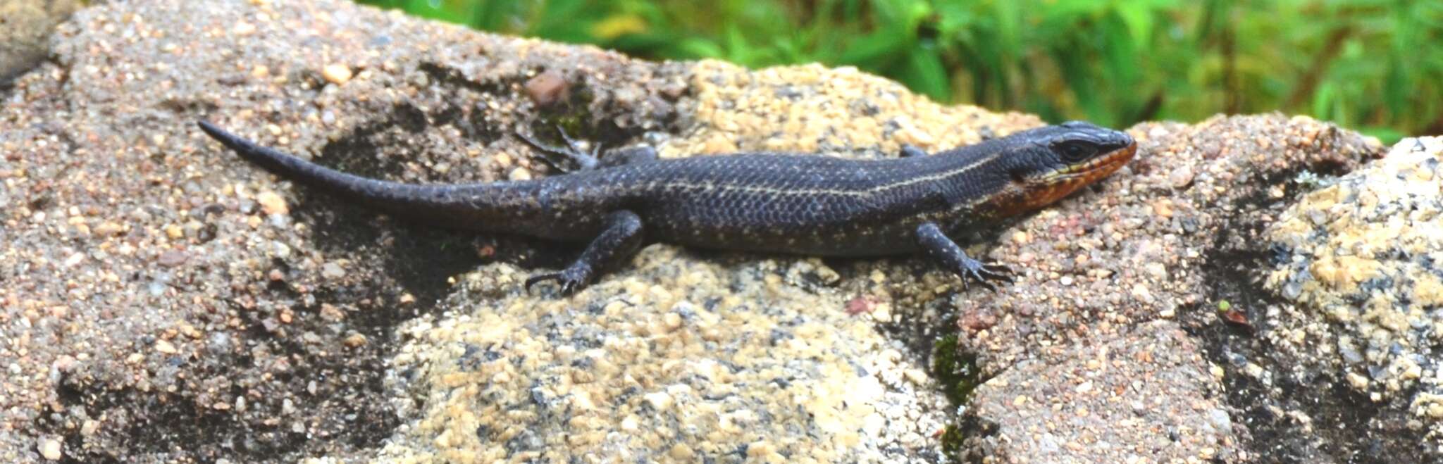 Image of Mulanje Skink